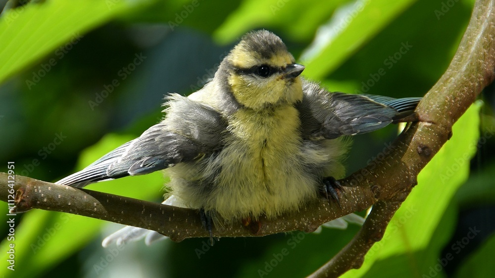 Obraz premium Blaumeise-2