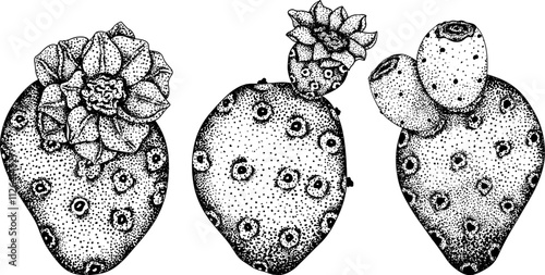 Hand drawn, engraving, vector Opuntia fruit, prickly pear cactus, Indian figs, Edible cactus