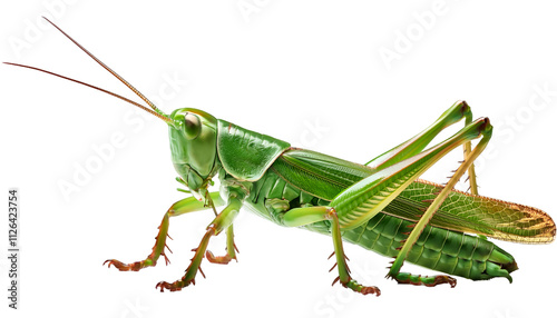 image of green color grasshopper insect arthropod. isolated on a transparent background, PNG.
