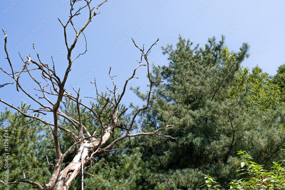 a dead pine tree in a forest ,in south korea a dead pine tree in a forest ,in south korea