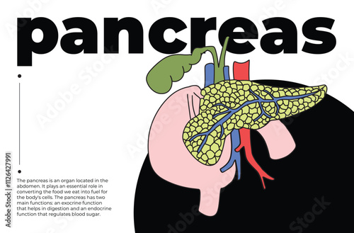 Human pancreas illustration with text, anatomical diagram of pancreas for medical education, ccience projects, cognitive studies, infographic design, and health awareness, minimalist artwork