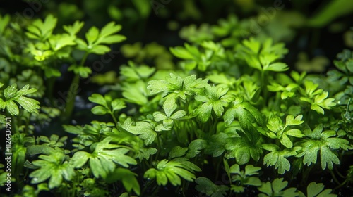 Lush green plants thriving in a dark environment creating a serene and vibrant natural ambiance. photo