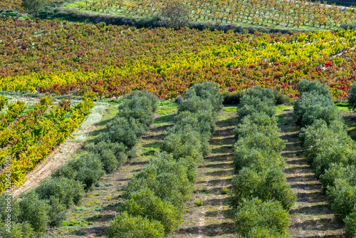 A breathtaking aerial view of a lush olive grove juxtaposed with vibrant vineyards in various autumnal shades, representing the elegance of agricultural landscapes in La Rioja Spain photo