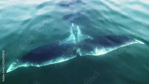 Closeup giant bowhead whale spotted tail swimming in calm blue ocean water, Aerial view of bowhead whale spouting. Whale watching of migrate Baleen whales in Shantar islands. Wildlife marine mammals photo