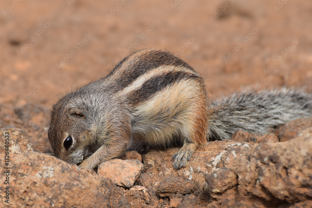 Naklejka premium Ground squirrel (Marmotini) in Fuerteventura, Spain