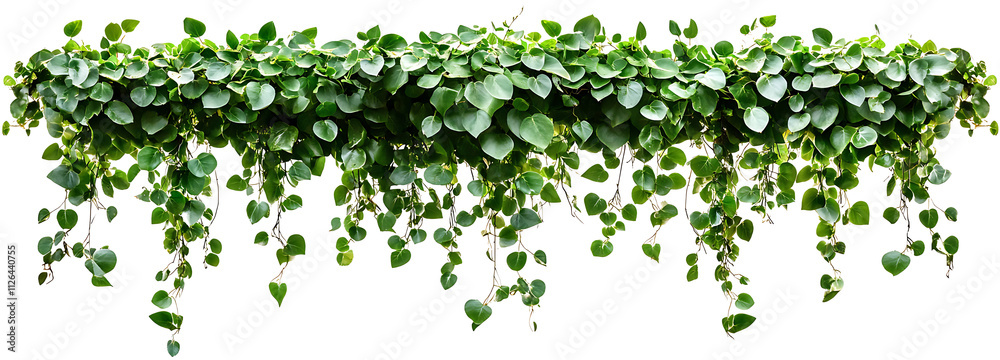 Green succulent leaves hanging vines ivy bush climbing epiphytic plant PNG Green succulent leaves hanging vines ivy bush climbing epiphytic plant PNG