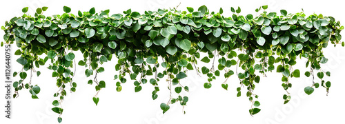  Green succulent leaves hanging vines ivy bush climbing epiphytic plant PNG