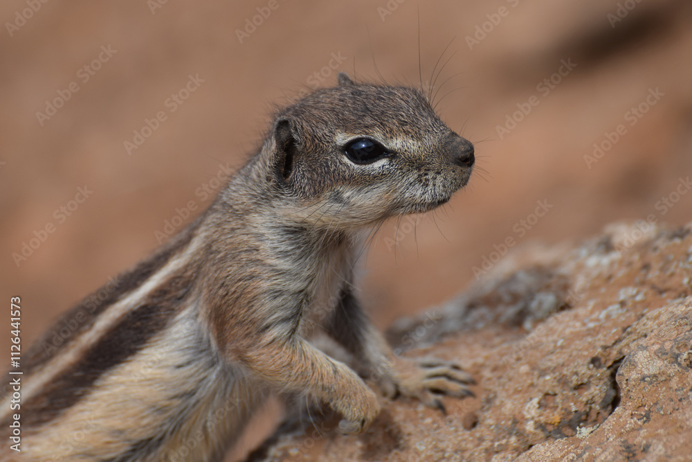 Fototapeta premium Ground squirrel (Marmotini) in Fuerteventura, Spain