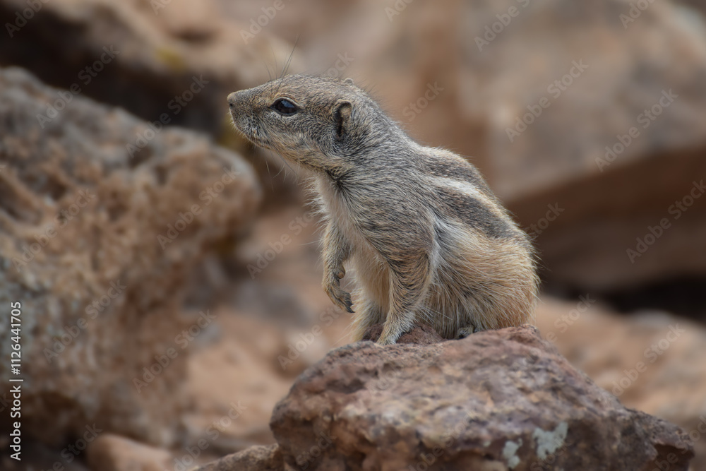 Ground squirrel (Marmotini) in Fuerteventura, Spain Ground squirrel (Marmotini) in Fuerteventura, Spain