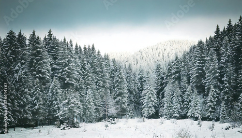 Frosted Pine Landscape Under a Cloudy Sky photo