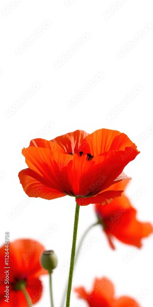 Naklejka premium Vibrant red poppy flower shining against a pure white background, petal