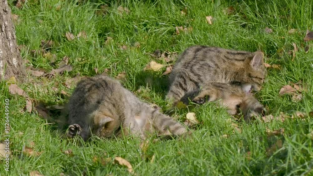 Scottish Wildcat Licking and Cleaning Scottish Wildcat Licking and Cleaning