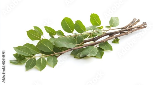 Damar twigs and leaves of Agathis dammara isolated on white background showcasing their natural texture and vibrant greenery photo