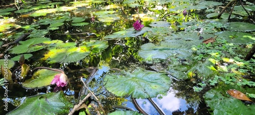 Naturaleza: vida y belleza sobre el agua 