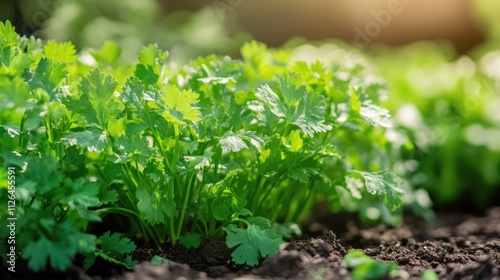 Lush green coriander plants thriving in a well-maintained garden bed under natural sunlight showcasing vibrant agricultural growth.