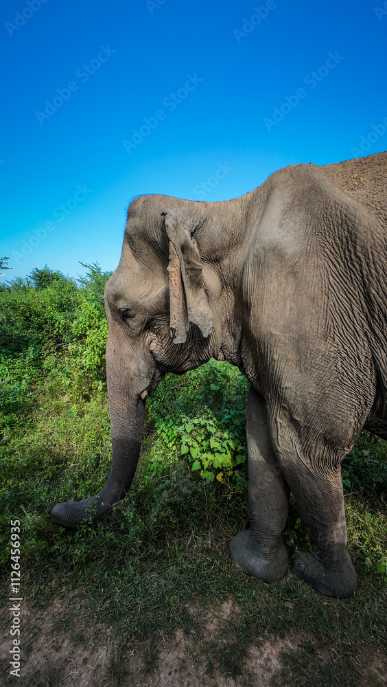 Naklejka premium The safari in Udawalawe National Park in Sri Lanka