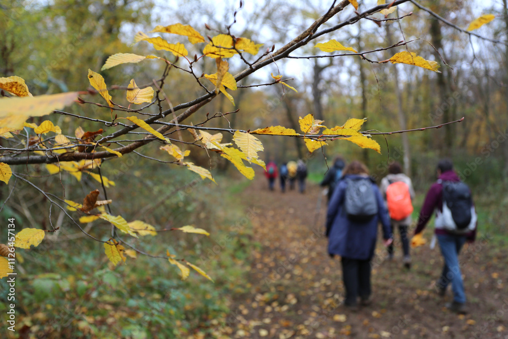 Groupe de randonneurs dans une forêt en automne