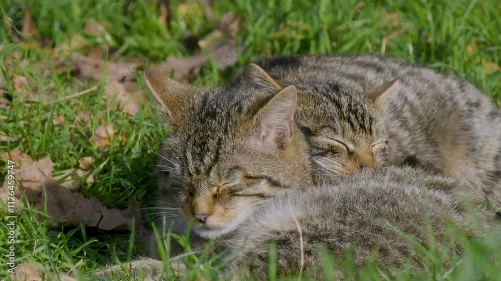 Juvenile Scottish Wildcats Resting Together Juvenile Scottish Wildcats Resting Together