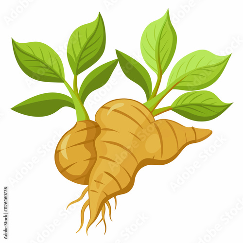 ginger root and leaf on a white background