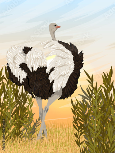 African ostrich stands in tall dry grass. Wildlife of Africa. Realistic vector vertical landscape.