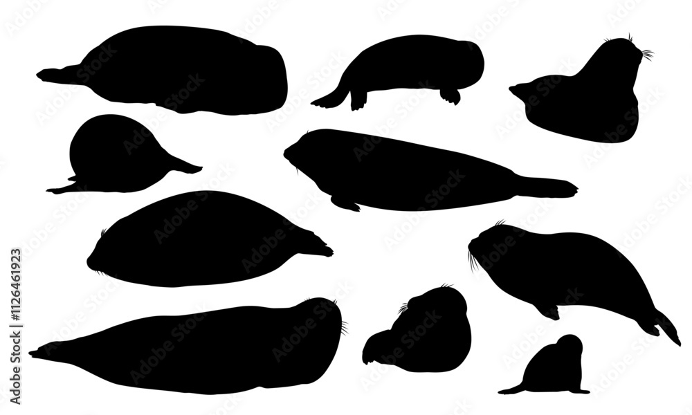 Set of silhouettes of harbor seals and their pups. Seal Phoca vitulina. Wild animals of the northern hemisphere. Realistic pinniped animal Set of silhouettes of harbor seals and their pups. Seal Phoca vitulina. Wild animals of the northern hemisphere. Realistic pinniped animal
