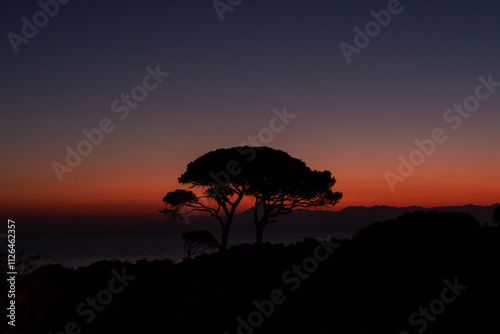 silhouette of a tree sunset forest mountains sea turkey 
