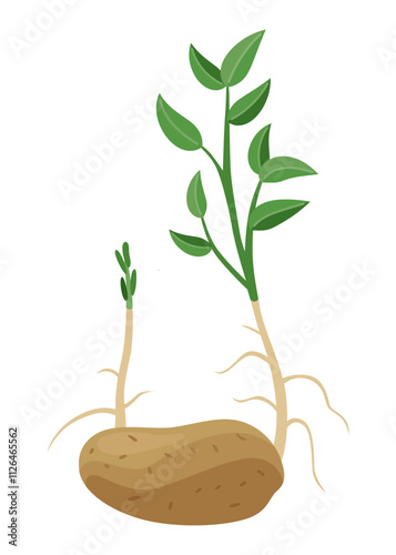 Potatoes plant growing process. Plants isolated on white background. Potato growth stage, planting process, plant life cycle infographic elements in flat design