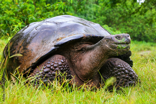 Galapagos giant tortoise on Santa Cruz Island in Galapagos National Park, Ecuador