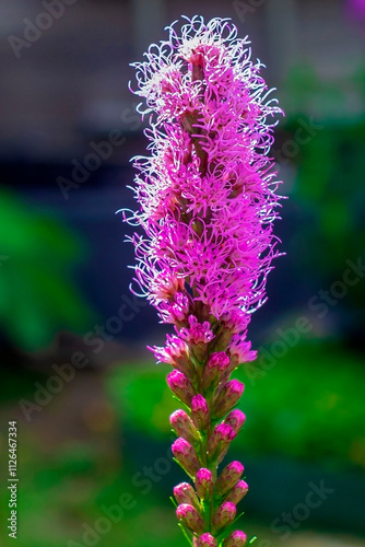 Liatris spicata flower is a tall, herbaceous, rhizomatous plant.