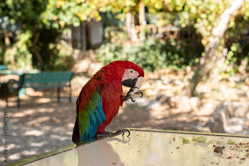 macaw parrot birds parrots blue red animals ara turkey antalya summer holidays zoo exotic 