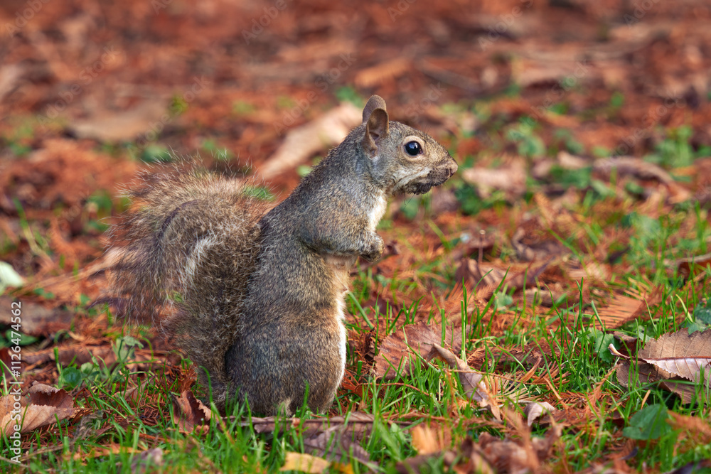 Autumn at Parco Sempione, Milan: a squirrel Autumn at Parco Sempione, Milan: a squirrel