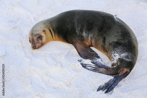 Galapagos sea lion lying on the beach at Gardner Bay, Espanola Island, Galapagos National park, Ecuador photo