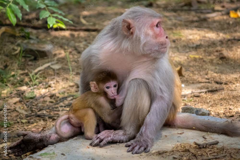 Monkey mother with her baby. Baby monkey sitting beside mother and drinking milk Monkey mother with her baby. Baby monkey sitting beside mother and drinking milk