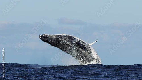 slow motion shot of a humpback whale jumping in waves at background of clear blue sky. Wildlife nature of giant mammal animals. Whale splashing in Pacific Ocean. South Africa fauna, spraying fountain