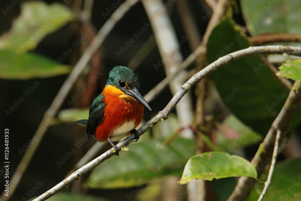 American pygmy kingfisher (Chloroceryle aenea) perched on a stick American pygmy kingfisher (Chloroceryle aenea) perched on a stick