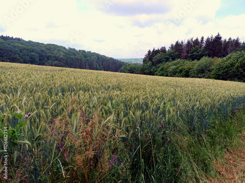 Landschaft mit Roggenfeld und Wald am Rande des Premiumwanderweg Irsenpfad Dahnen im Naturwanderpark delux in der Südeifel im deutschen Bundesland Rheinland-Pfalz. photo