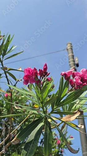 red flower and blue sky