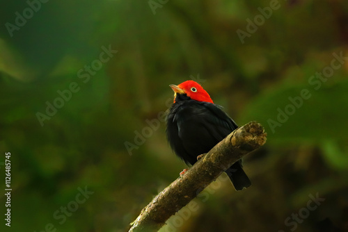 Red-capped manakin (Ceratopipra mentalis) sitting on a branch photo