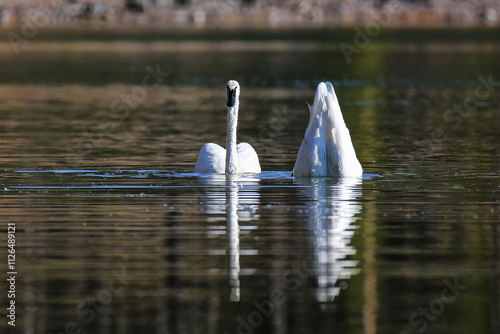 Trumpeter swans in Yellowstone National Park, Wyoming photo