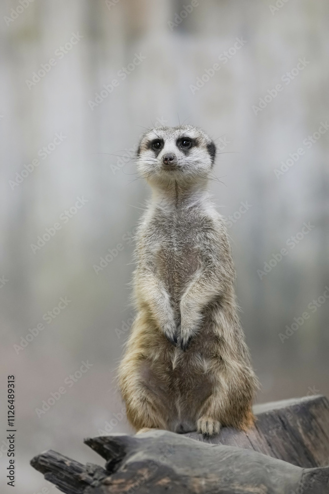 portrait meerkat(Suricata suricatta) standing and alert. portrait meerkat(Suricata suricatta) standing and alert.