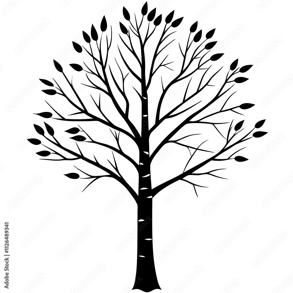 birch Tree Vector silhouette design birch Tree Vector silhouette design