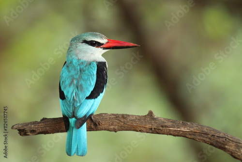 Woodland Kingfisher @ Kruger National Park