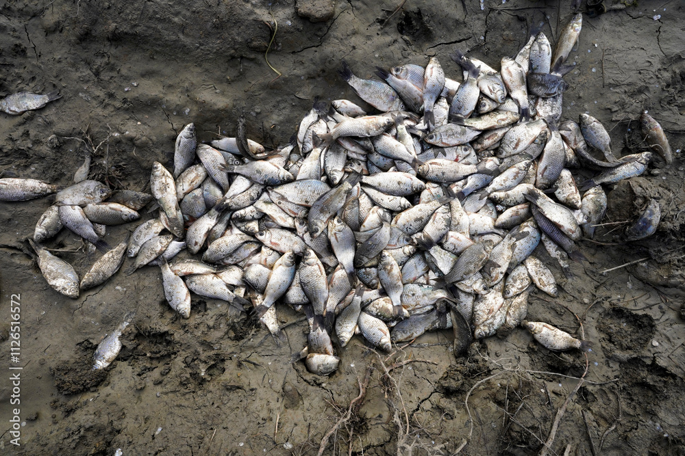 Dead fish on a muddy shore, environmental disaster caused by climate change, drought. Dead fish on a muddy shore, environmental disaster caused by climate change, drought.