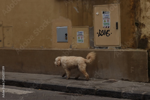 Dog walking in the street