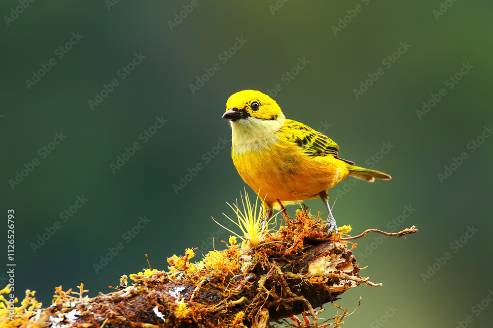 Obraz premium Silver-throated tanager (Tangara icterocephala) sitting on a branch