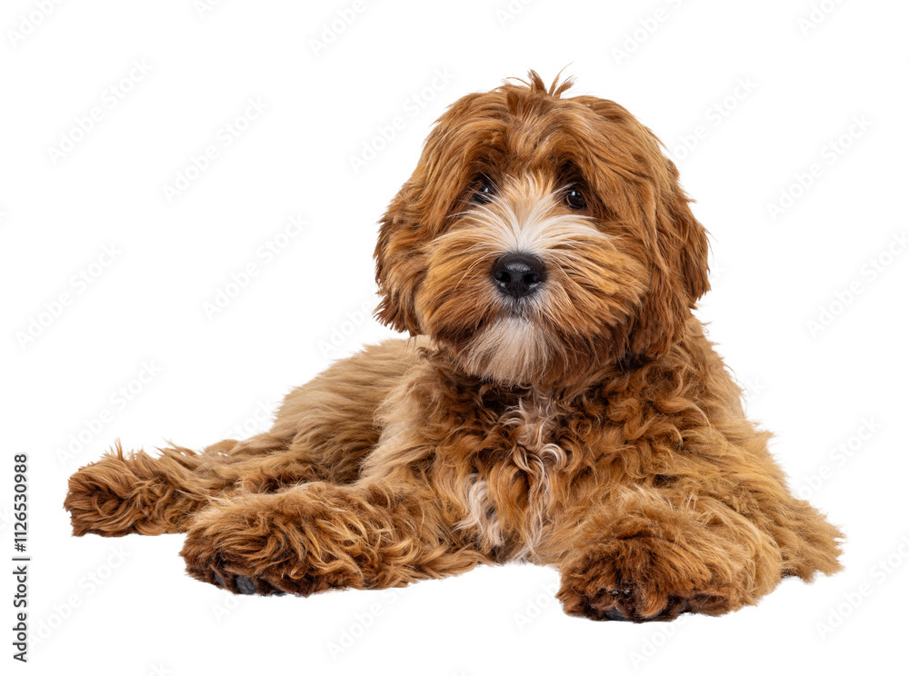 Adorable young labradoodle dog pup with white spots, laying down facing front. Looking towards camera. Isolated cutout on a transparent background. Adorable young labradoodle dog pup with white spots, laying down facing front. Looking towards camera. Isolated cutout on a transparent background.