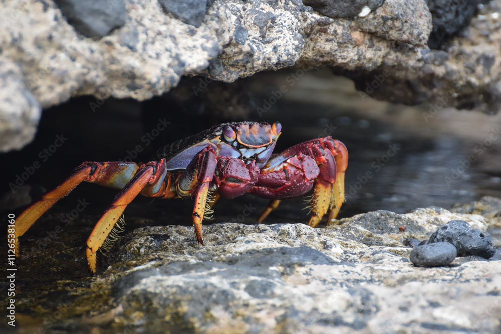 Grapsus adscensionis (Sally Lightfoot crab) in Fuerteventura, Canary islands, Spain
