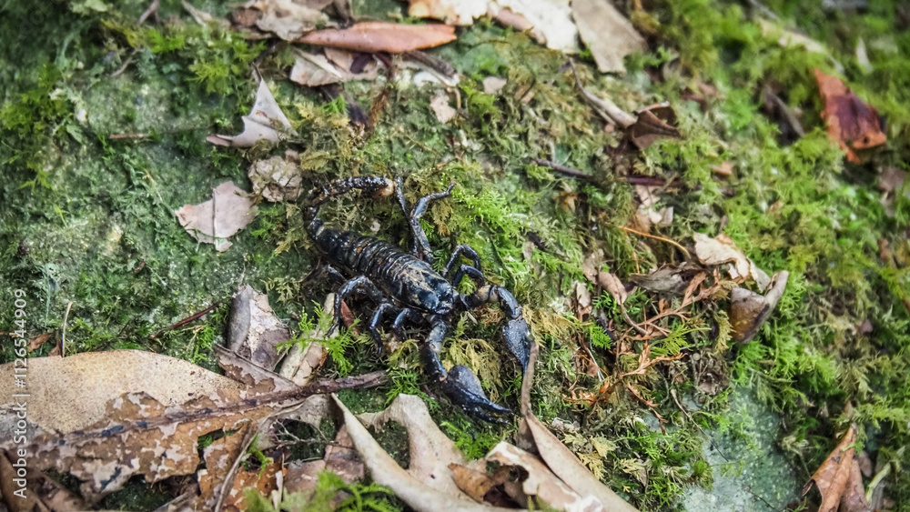 The wildlife of Sinharaja Rainforest in Sri Lanka The wildlife of Sinharaja Rainforest in Sri Lanka