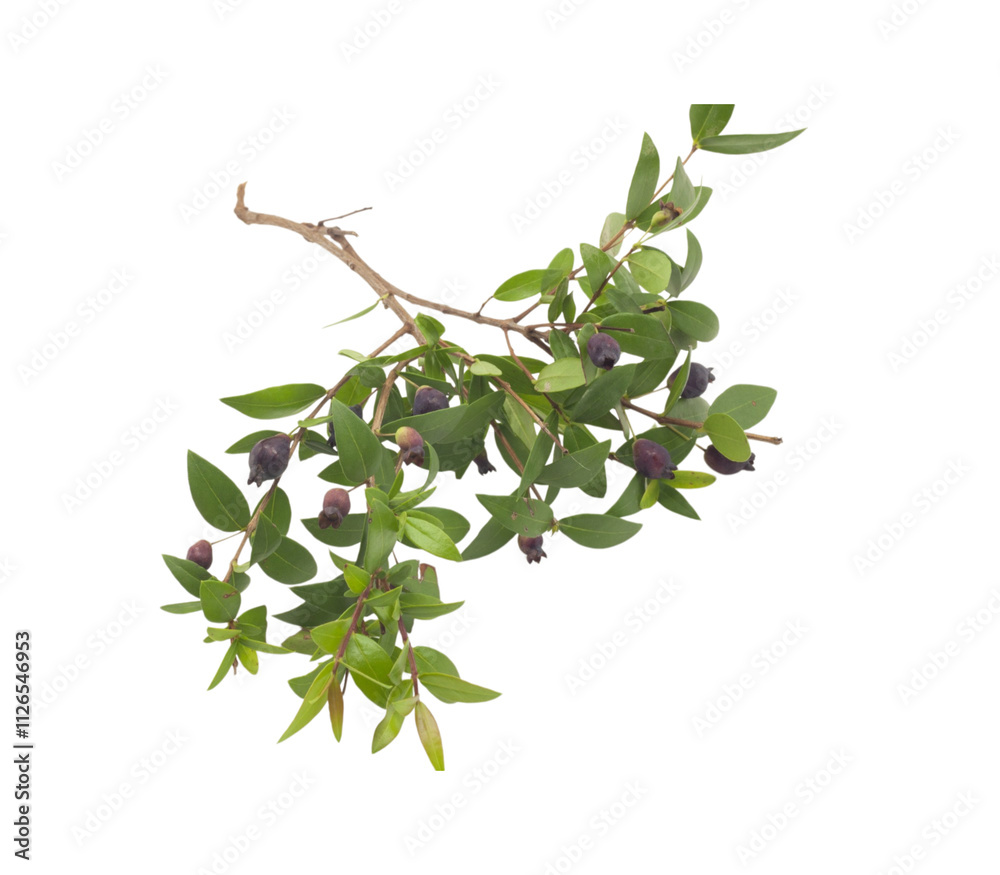Branch with green leaves and dark berries on transparent background Branch with green leaves and dark berries on transparent background