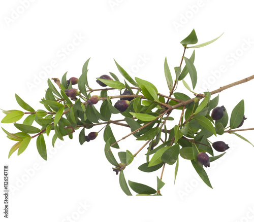 Branch of myrtle showing ripe berries on transparent background